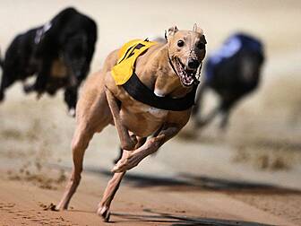 Irish greyhound tests positive...